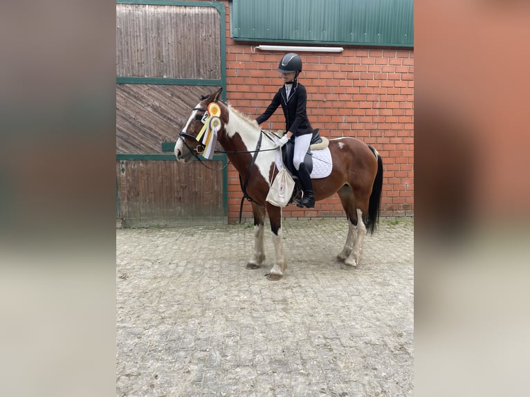Reiter sucht Pferd