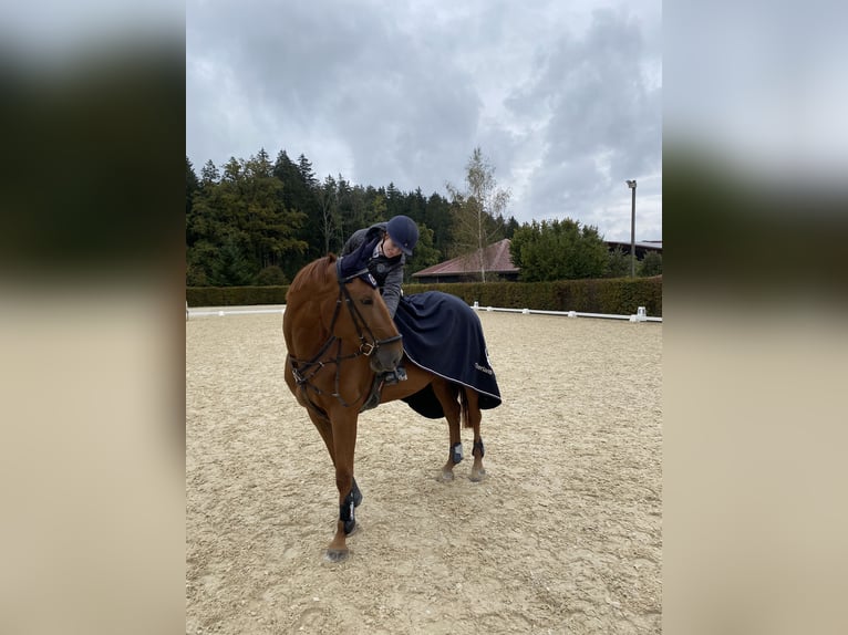 Reiter sucht Pferd
