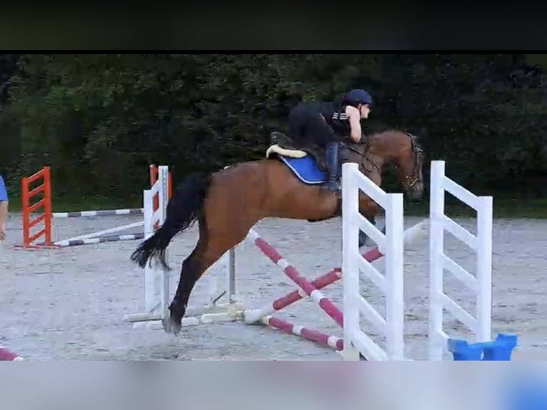 Reiter sucht Pferd