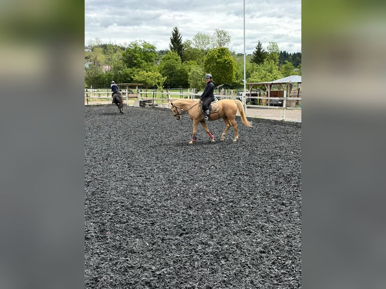 Reiter sucht Pferd