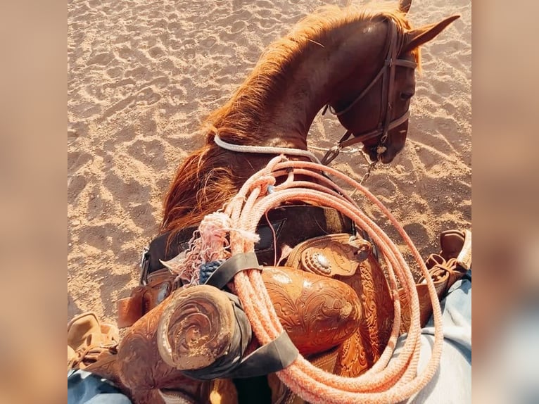 (Reiter sucht Pferd)Western-Reit- und Pflegebeteiligung im Raum Hannover gesucht 🐴