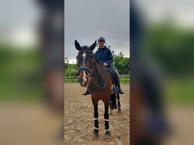 Reiter sucht Pflege- oder Reitbeteiligung