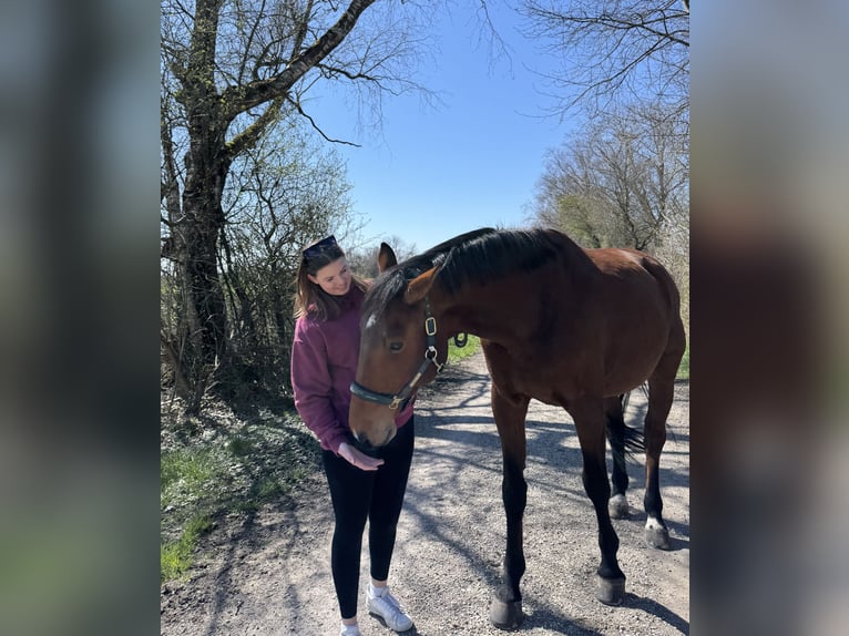 Reiter sucht RB mit Unterricht