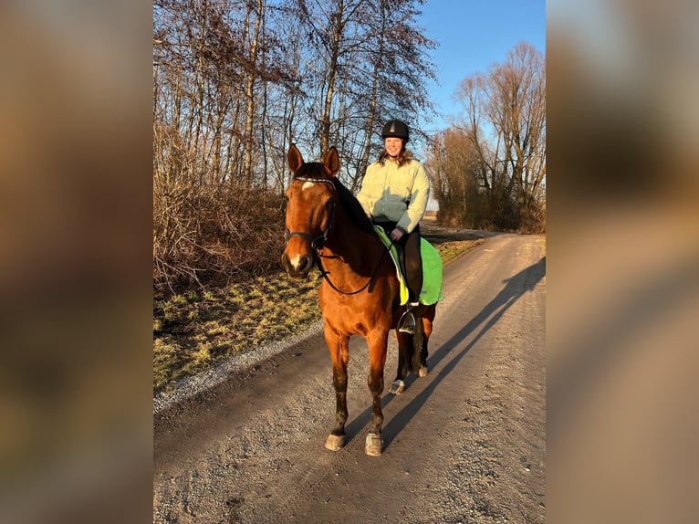 Reiter sucht RB mit Unterricht