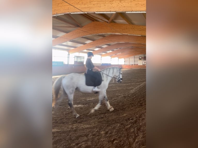 Reiter sucht Reitbeteiligung 