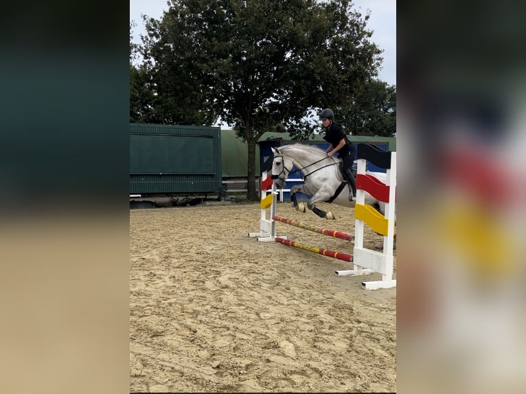 Reiter sucht Reitbeteiligung 