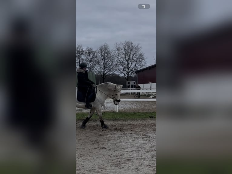 Reiter sucht Reitbeteiligung 