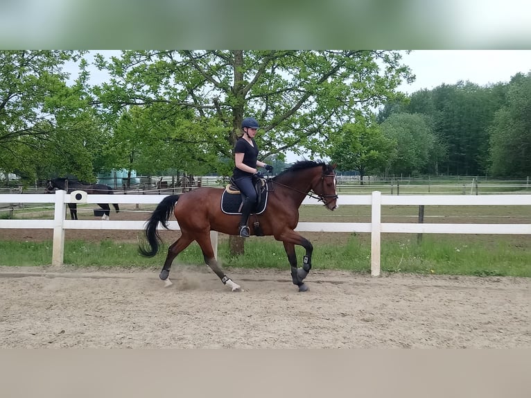 Reiterin auf E/A Niveau (Dressur) ducht RB