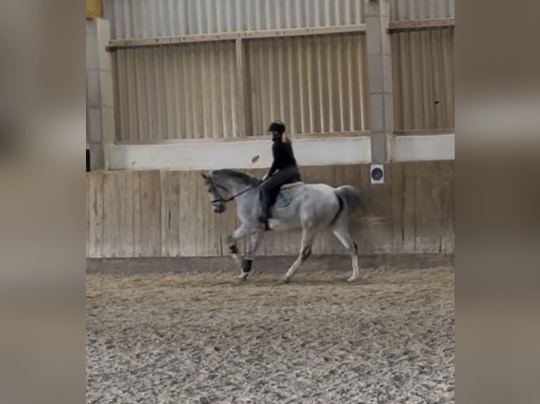 Reiterin sucht Freizeitpartner