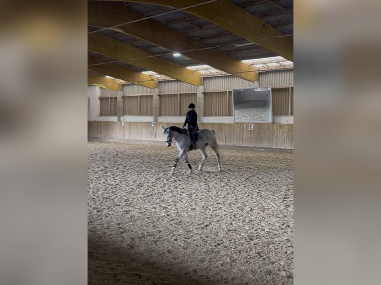 Reiterin sucht Freizeitpartner