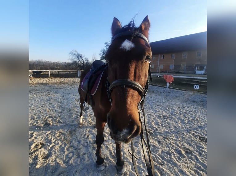 Reiterin sucht für ein Pferd eine Reitbeteiligung