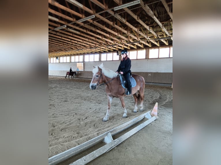 Reiterin sucht für ein Pferd eine Reitbeteiligung