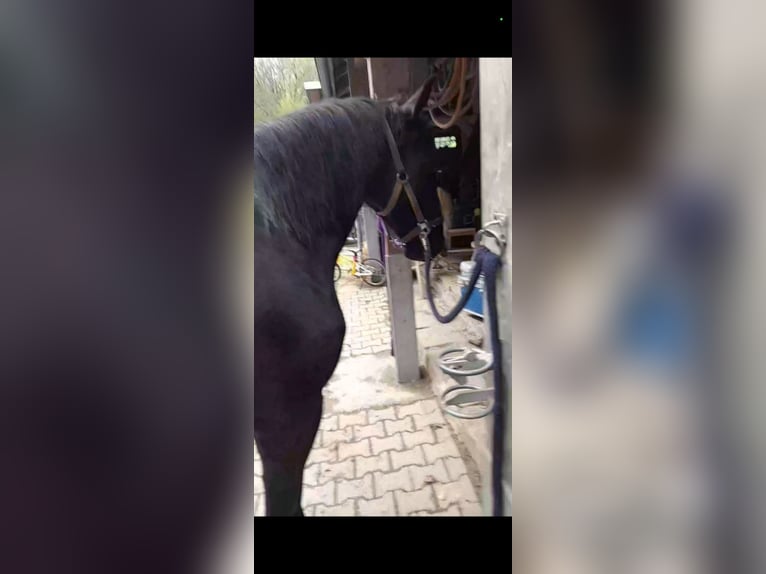 Reiterin sucht in bochum oder Umgebung reine reitbeteiligung