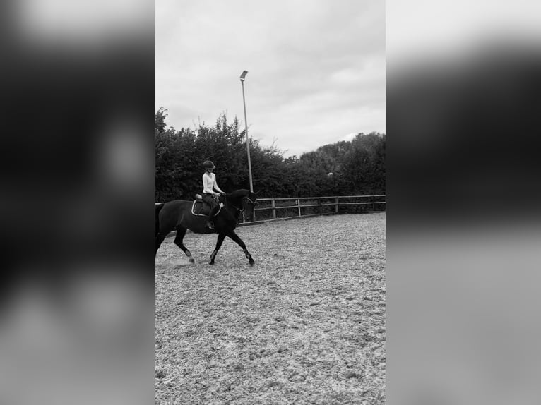 Reiterin sucht langfristige Reitbeteiligung (RsP)