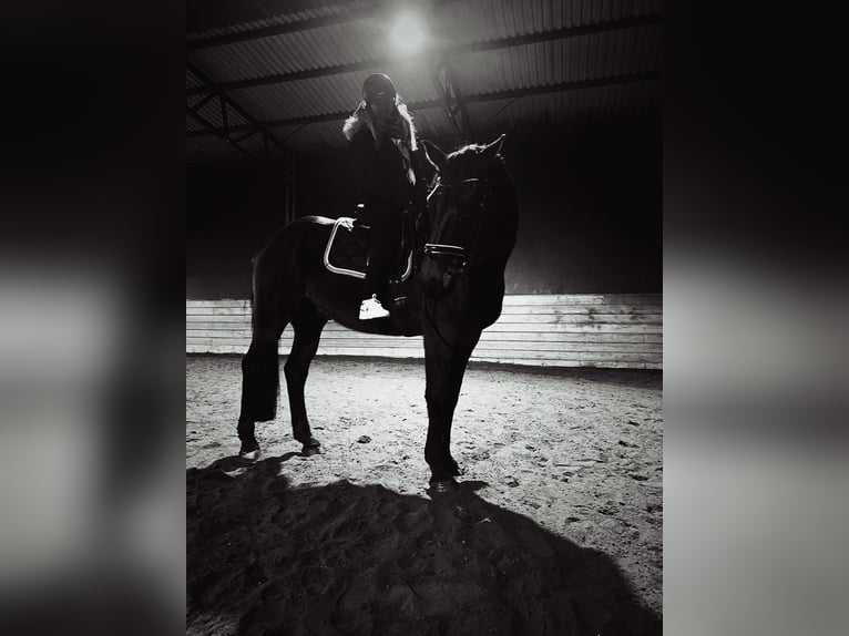 Reiterin sucht langfristige Reitbeteiligung