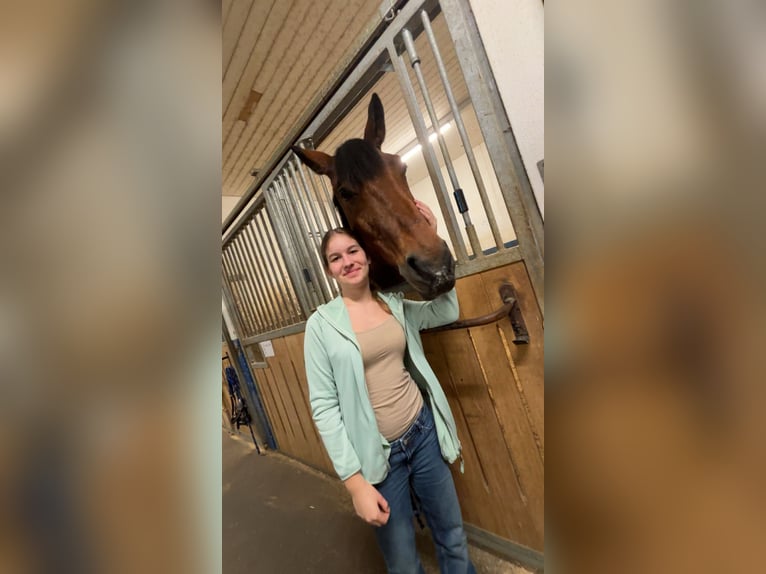 Reiterin sucht Pferd fürs Reiten und Pflege