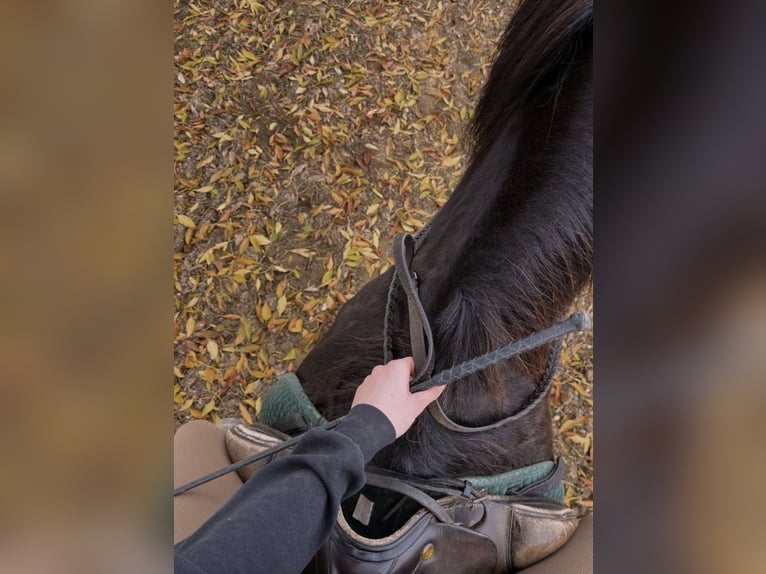 Reiterin sucht Pferd - Reitbeteiligung