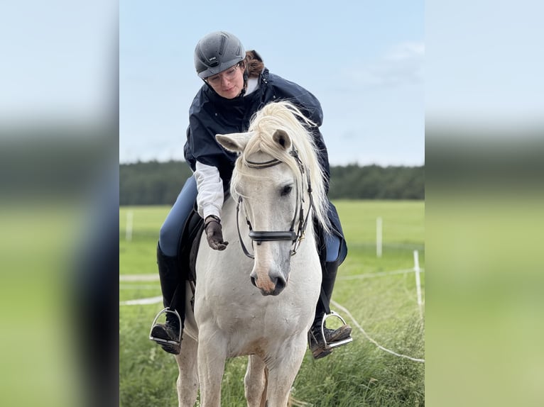 Reiterin sucht Pferd