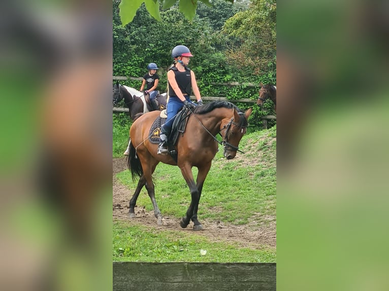 Reiterin sucht pferd Reiterin sucht pferd