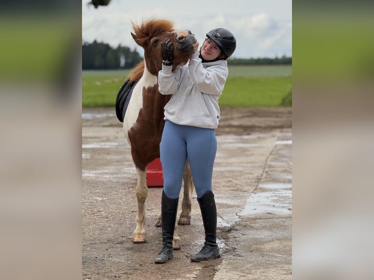 Reiterin sucht Pferd
