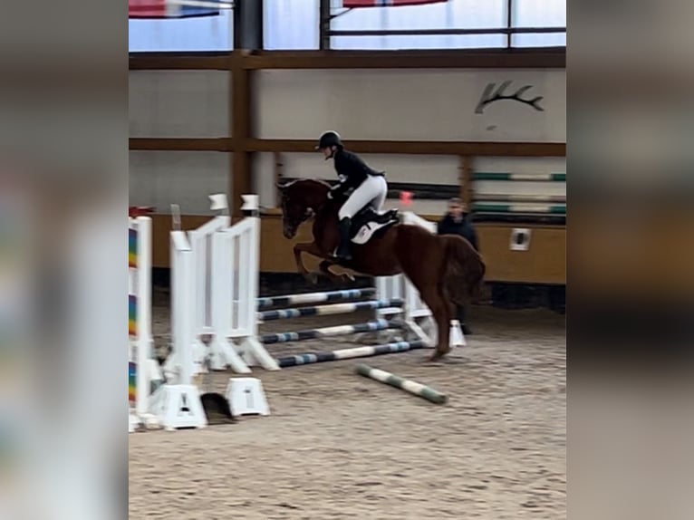 Reiterin sucht Pferd 