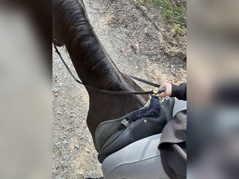 Reiterin sucht Pferd