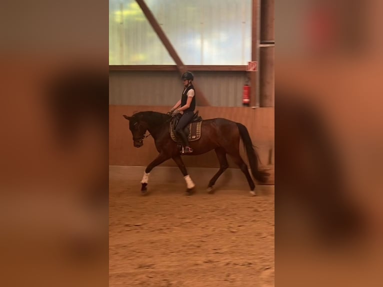 Reiterin sucht Pferd