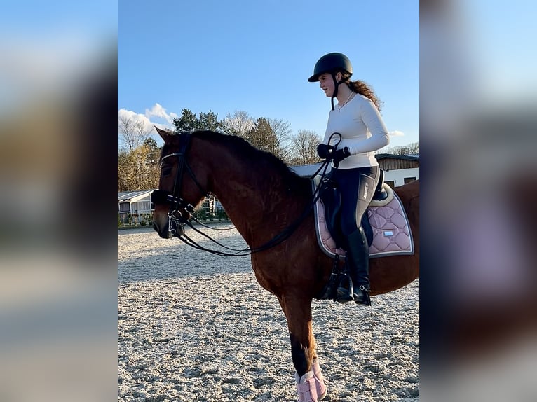 Reiterin sucht Pferd 