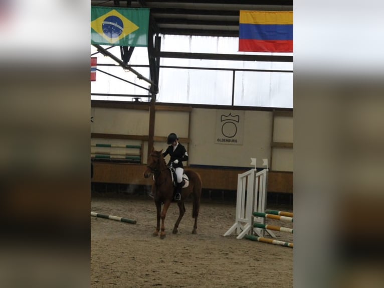 Reiterin sucht Pferd 