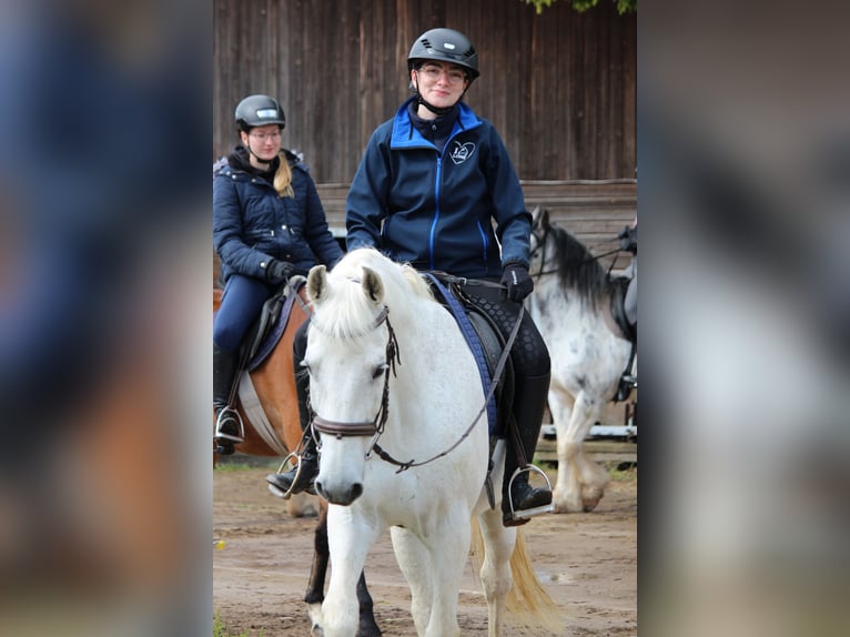 Reiterin sucht Pferd