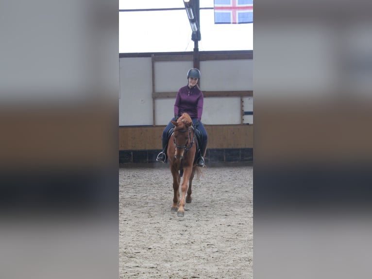 Reiterin sucht Pferd 