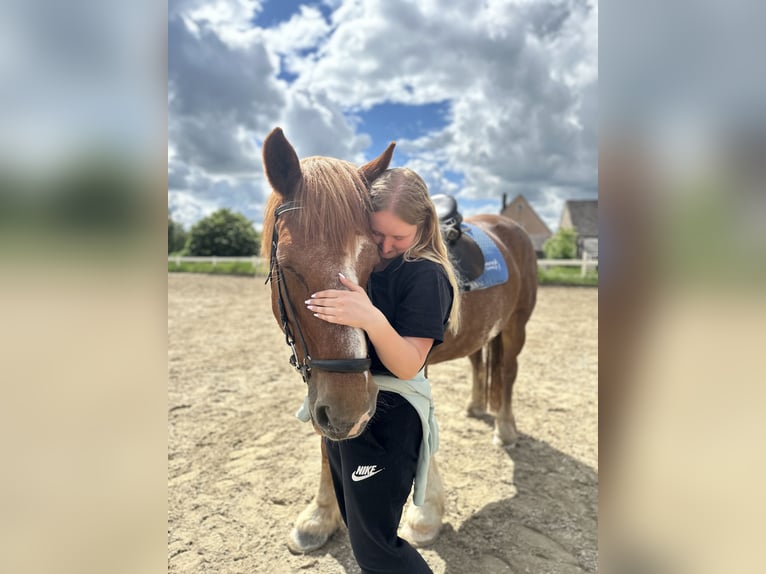 Reiterin sucht Pferd