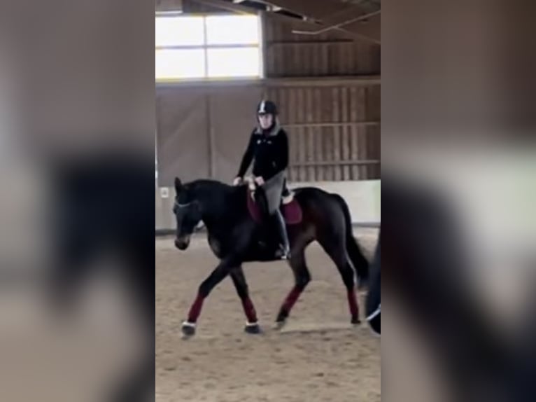 Reiterin sucht Pferd