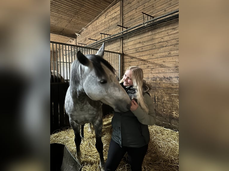 Reiterin sucht Pferd