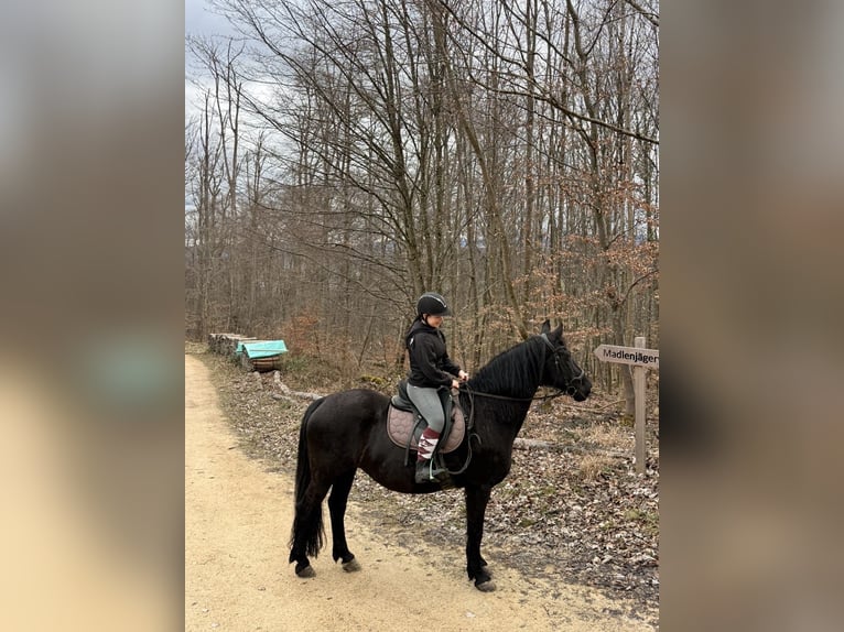 Reiterin sucht Pferd