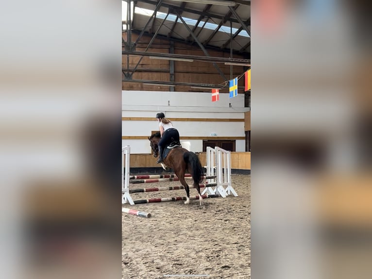 Reiterin sucht Pferd 