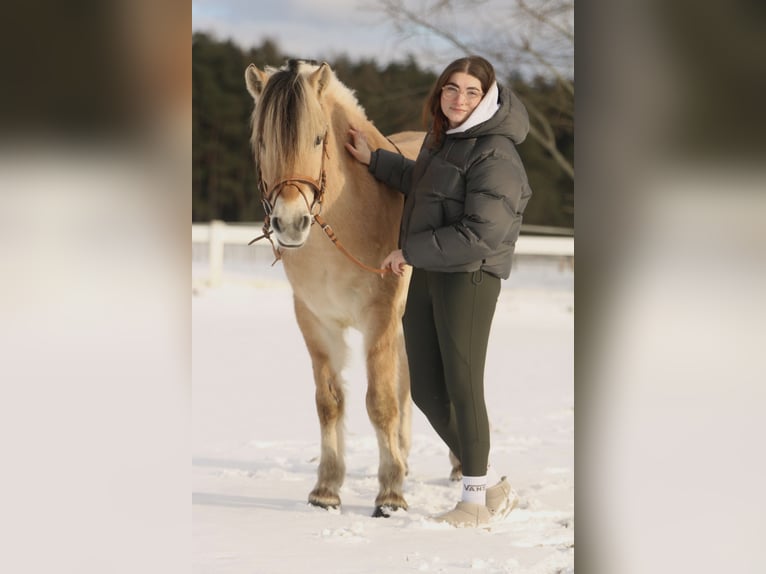 Reiterin sucht Pferd