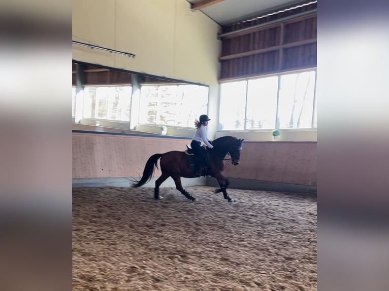Reiterin sucht Pferd 