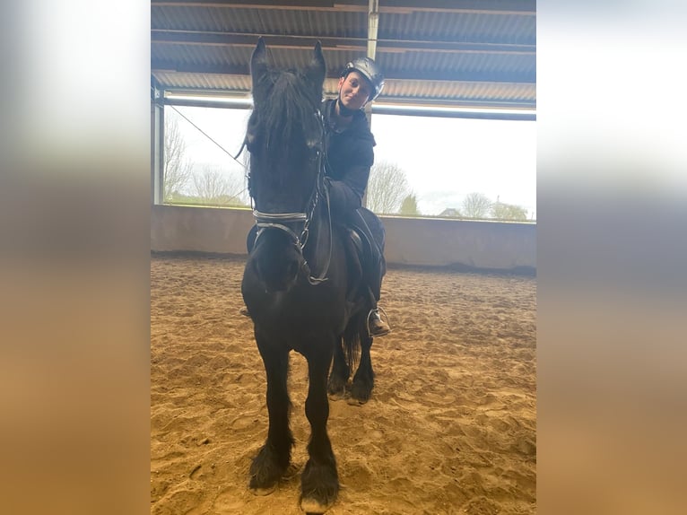 Reiterin sucht Pferd Reiterin sucht Pferd