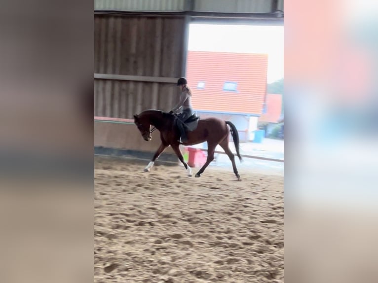 Reiterin sucht Pferd 
