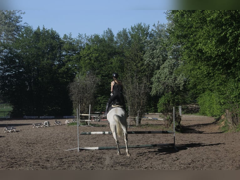 Reiterin sucht Pferd