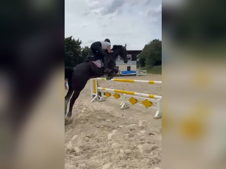 Reiterin sucht Rb/zur Verfügung/übermahme