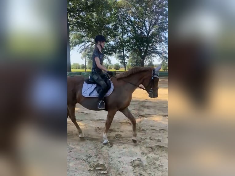 Reiterin sucht Reitbeteiligung in 04779 Wermsdorf (+5–10 km)