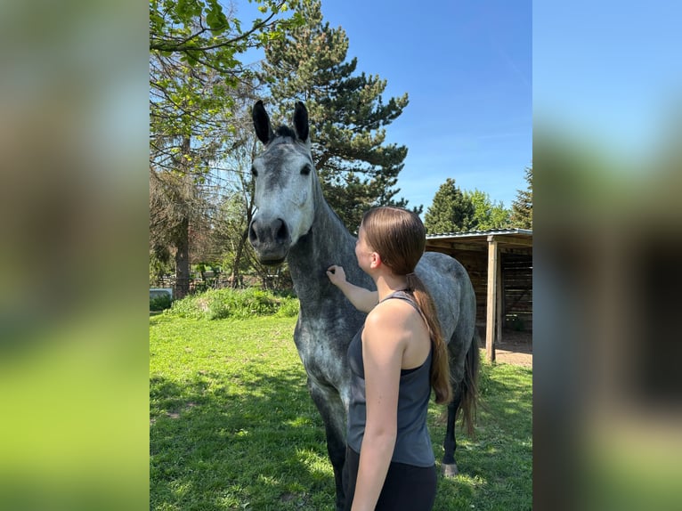 Reiterin sucht Reitbeteiligung (Pferd zur Verfügung)
