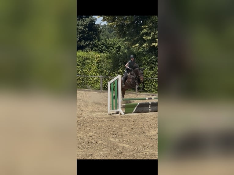 Reiterin sucht Reitbeteiligung  Reiterin sucht Reitbeteiligung