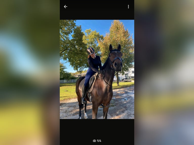 Reiterin sucht Reitbeteiligung 