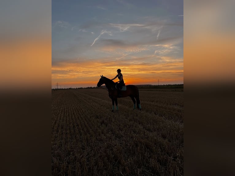 Reiterin sucht Reitbeteiligung