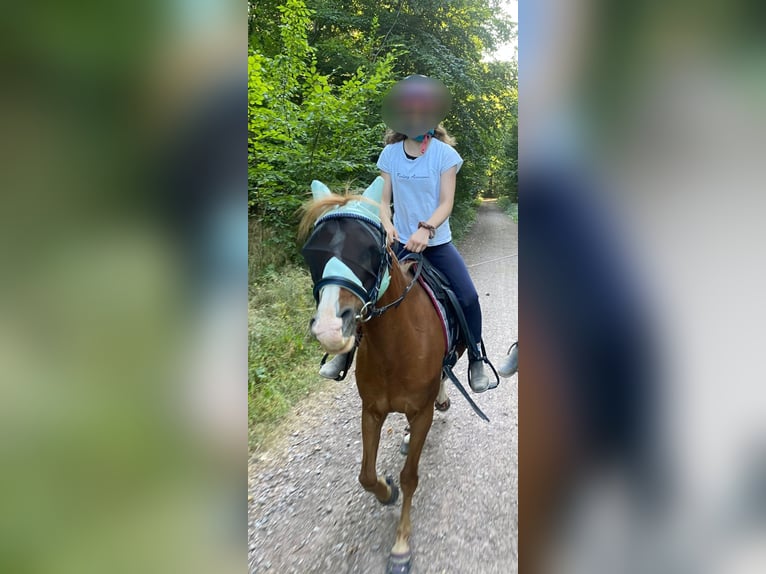Reiterin sucht Reitbeteiligung