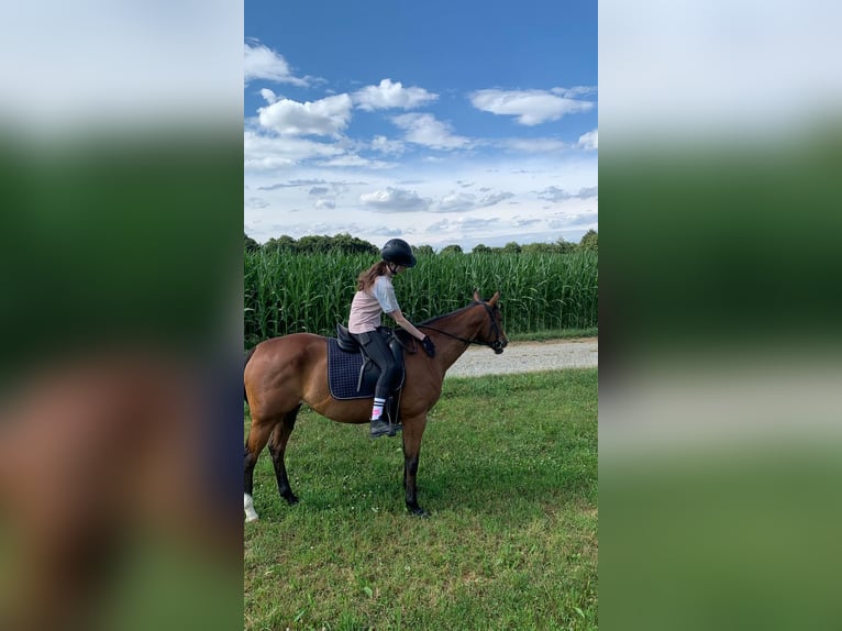 Reiterin sucht Reitbeteiligung