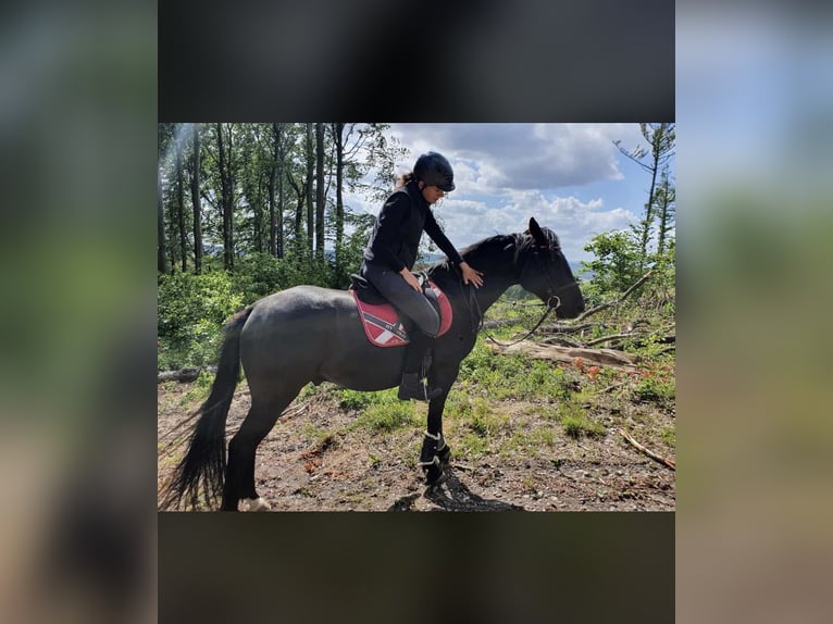 Reiterin sucht Reitbeteiligung 